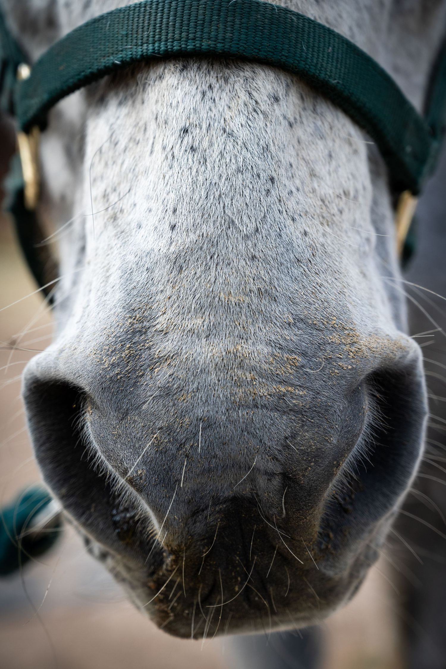 Close-up of a grey horse's muzzle with whiskers, wearing a green halter.
