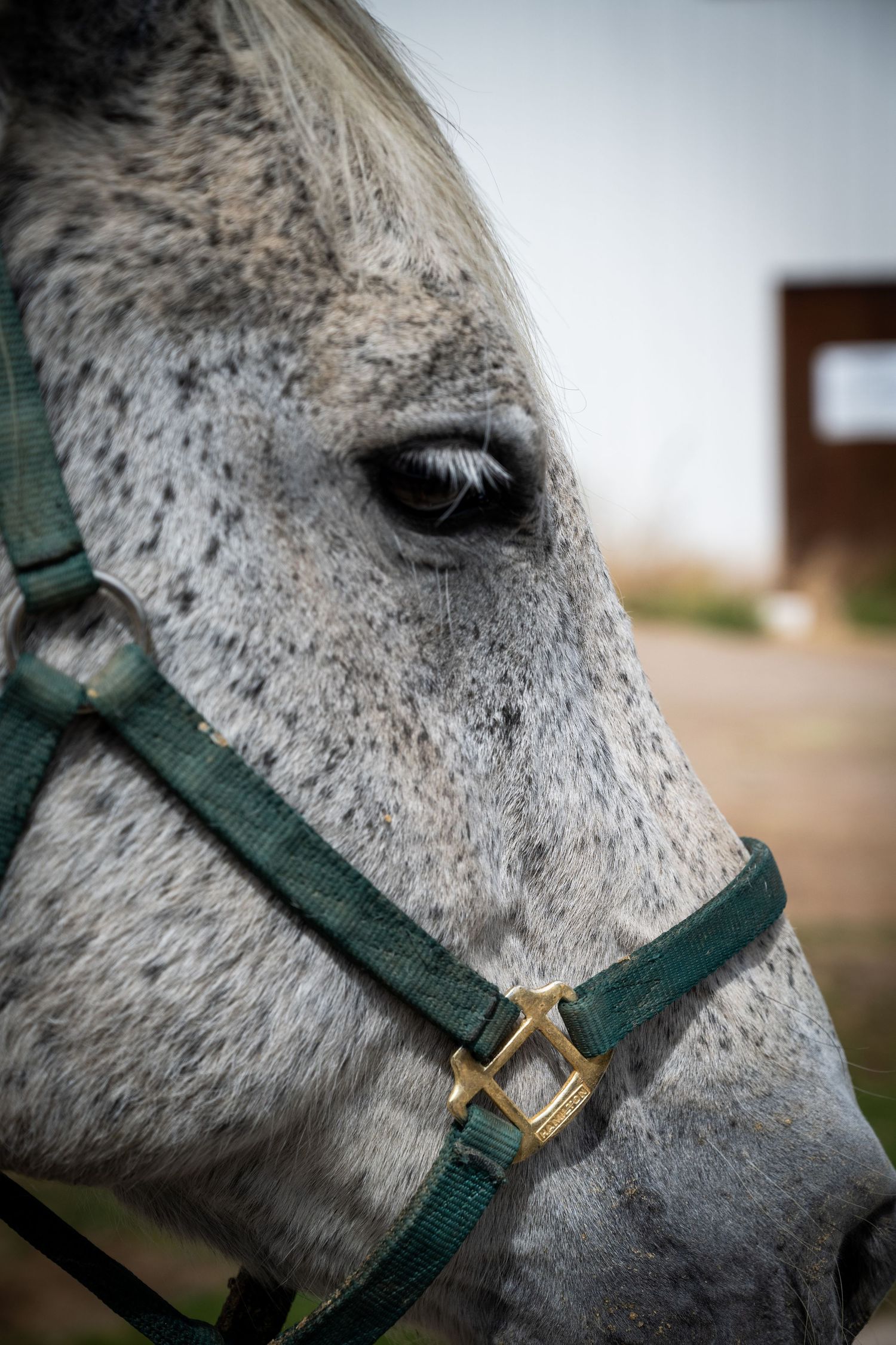 Close-up portrait of a dapple grey horse wearing a green halter with gold hardware.