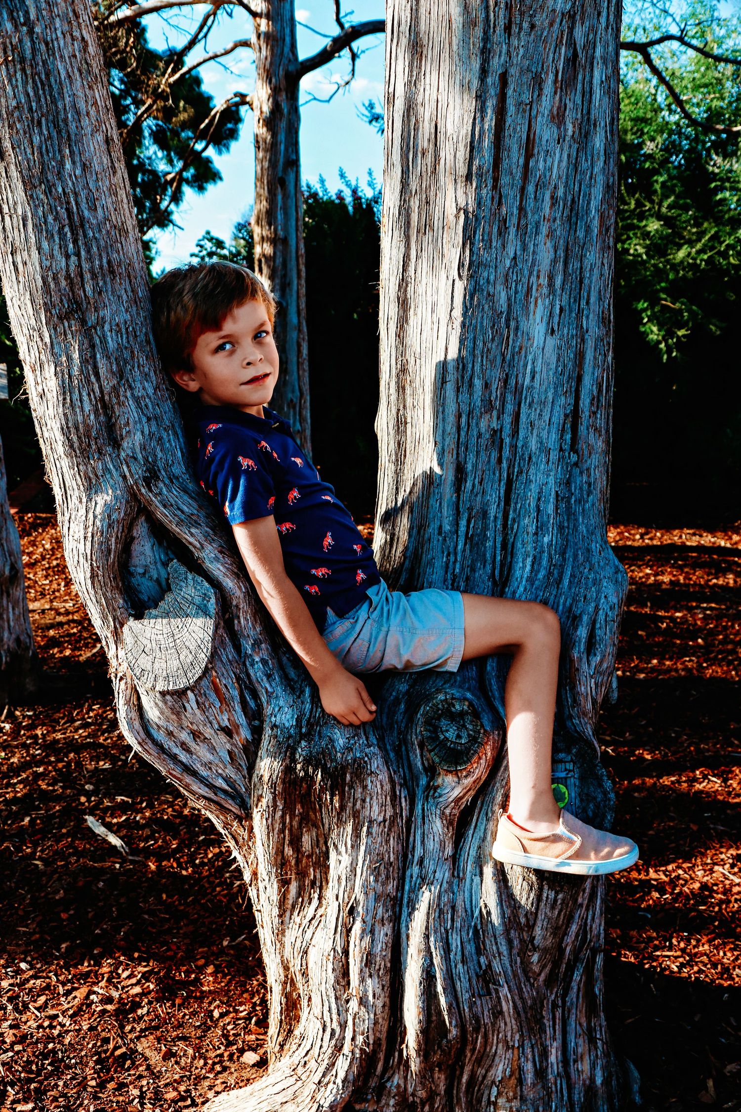 A young boy in blue shirt and shorts sits nestled in the fork of a large tree trunk outdoors.