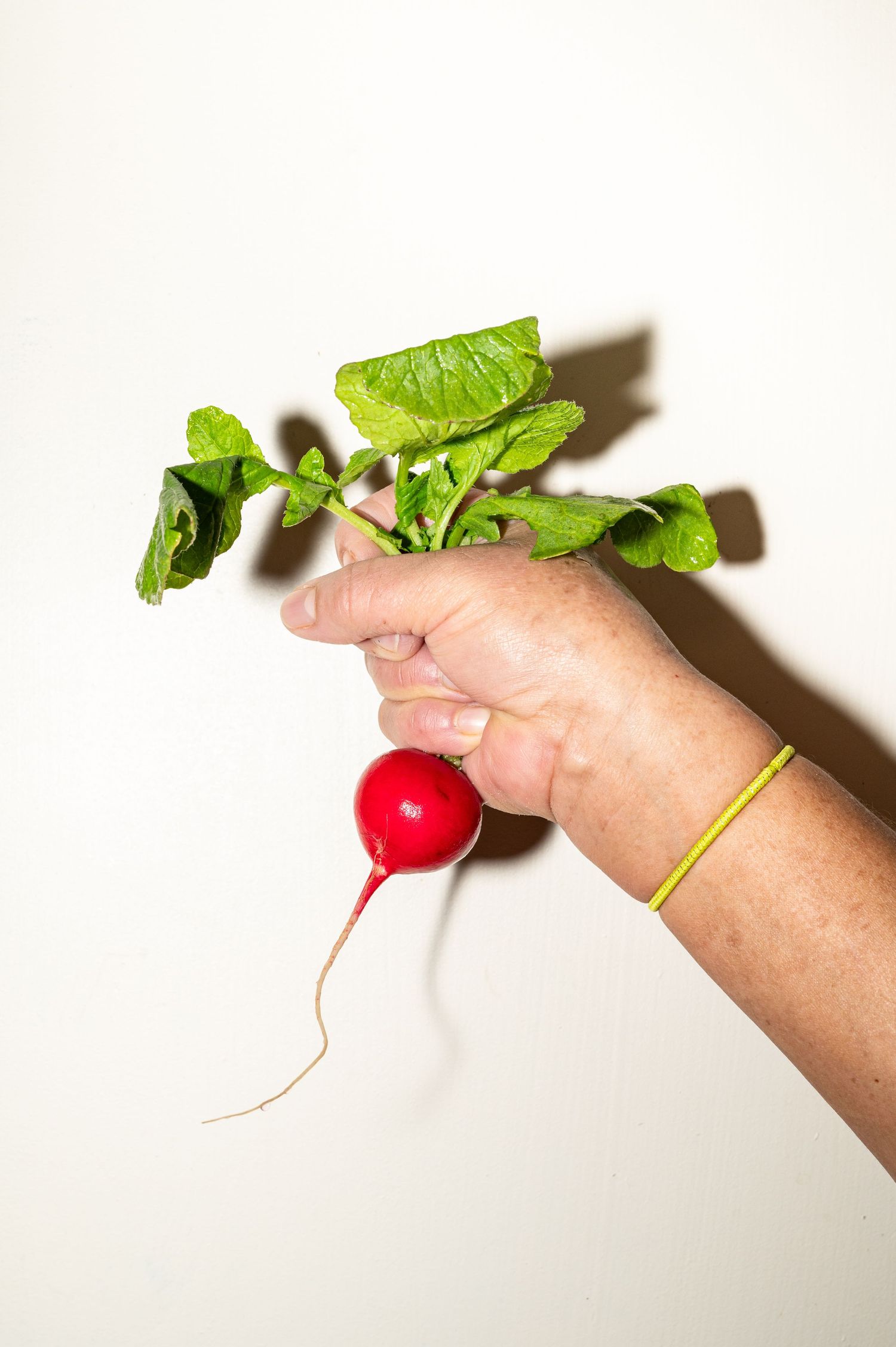 A hand holding a fresh red radish with green leafy tops against a white background.
