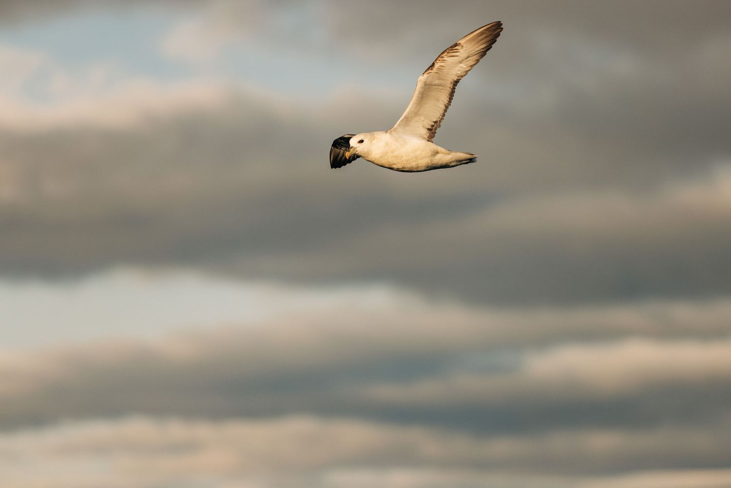 A seagull soars gracefully through a cloudy sky with wings spread wide during golden hour.