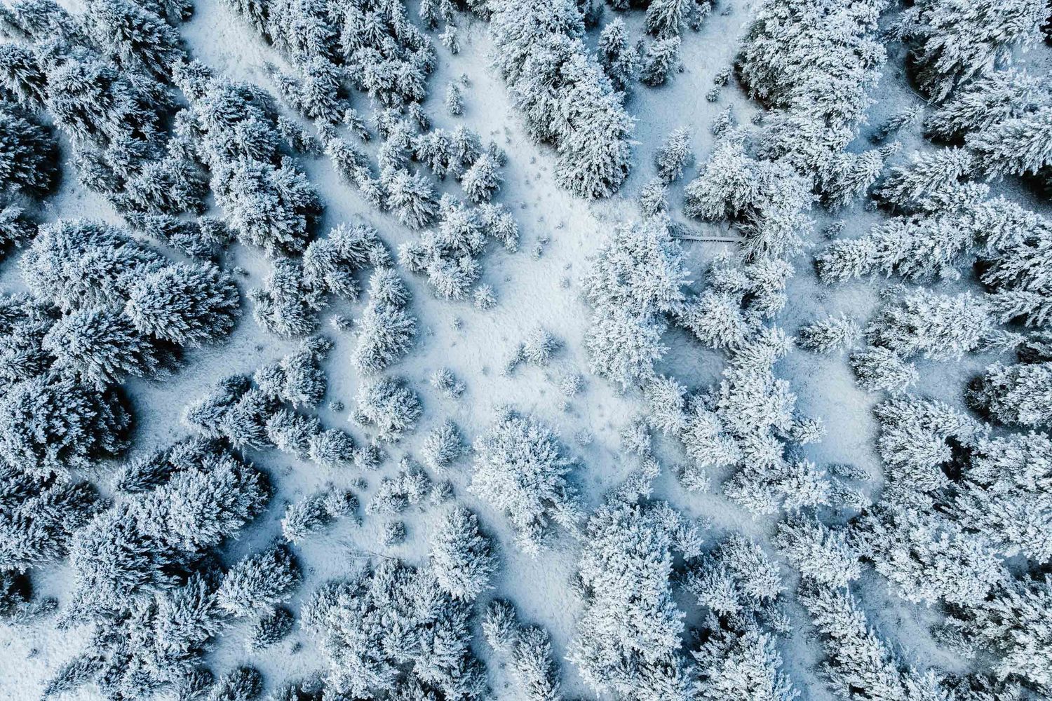 Aerial view of snow-covered evergreen forest in winter, with trees blanketed in white snow from above.