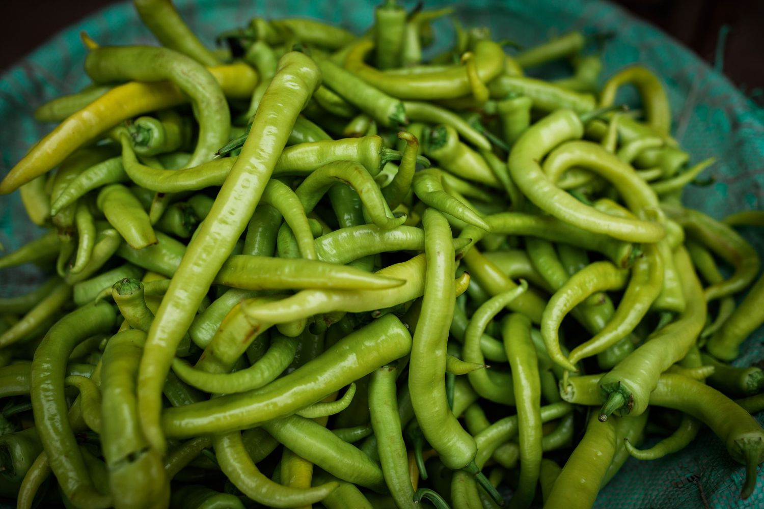 Fresh green chili peppers piled together in a vibrant display.
