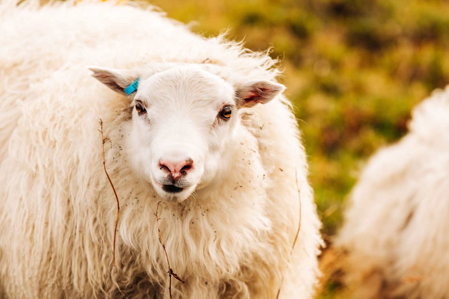 A fluffy white sheep with a blue ear tag looks at the camera while standing in a golden-lit field.