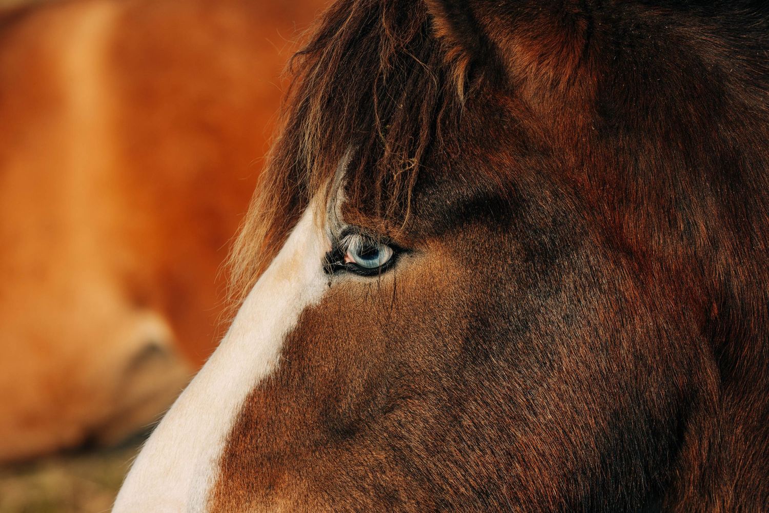 Close up view of a brown horse's eye and face showing intricate details and texture.