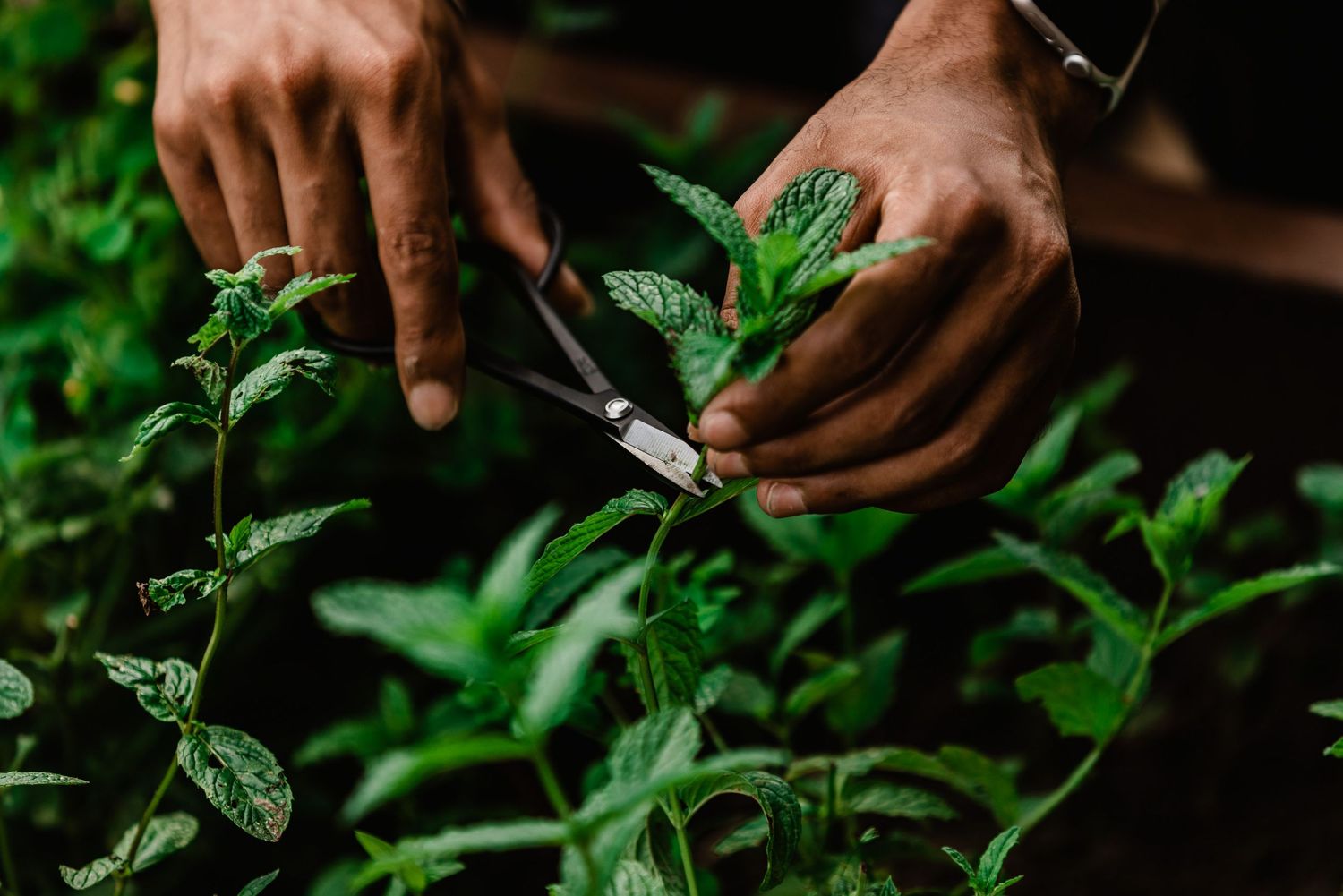 Hands holding pruning shears trim fresh green mint leaves in a garden setting.