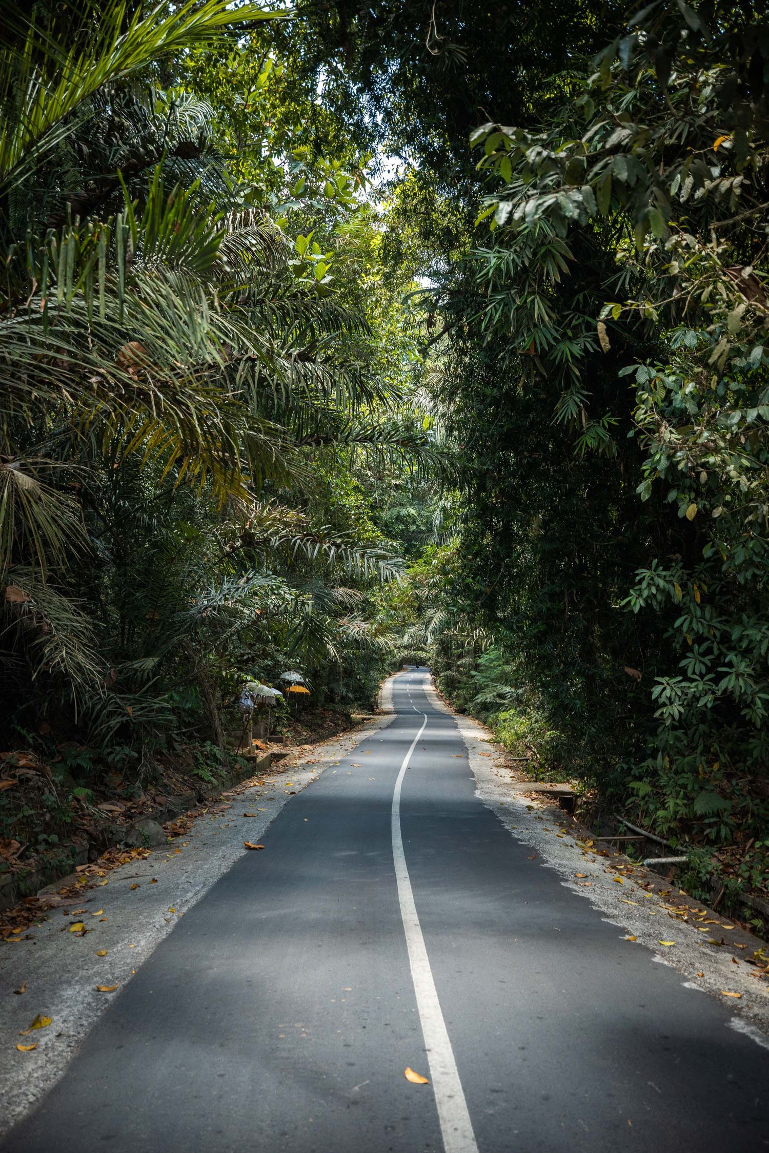 A tree-lined paved pathway curves through lush tropical vegetation with white road markings.