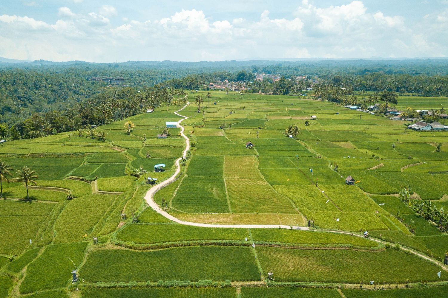 Aerial view of vast green rice terraces and winding paths in tropical landscape.