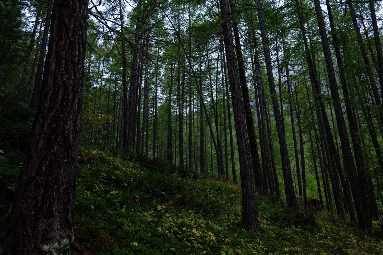 Moody forest trail winding through tall pine trees in dense woodland.