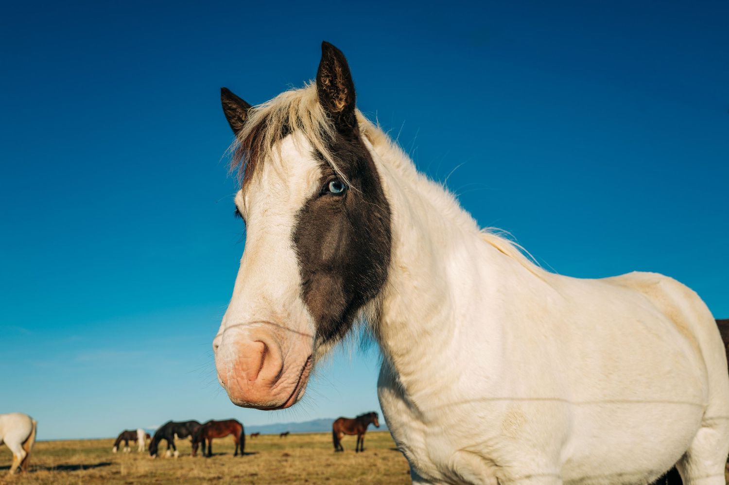 Wild horses roaming freely across a scenic landscape against a bright blue sky.