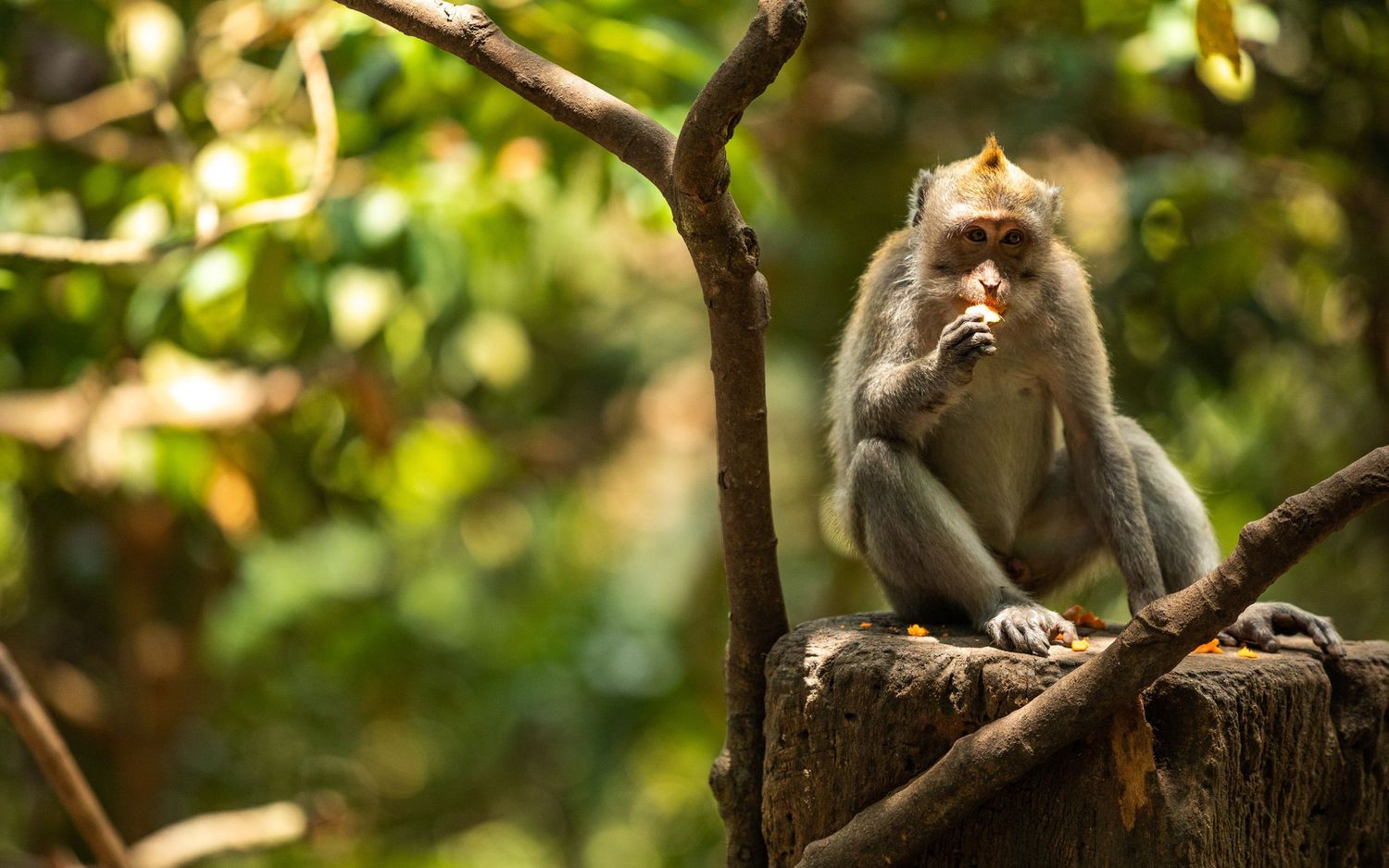 Monkeys sitting on tree branches in a lush green forest setting.