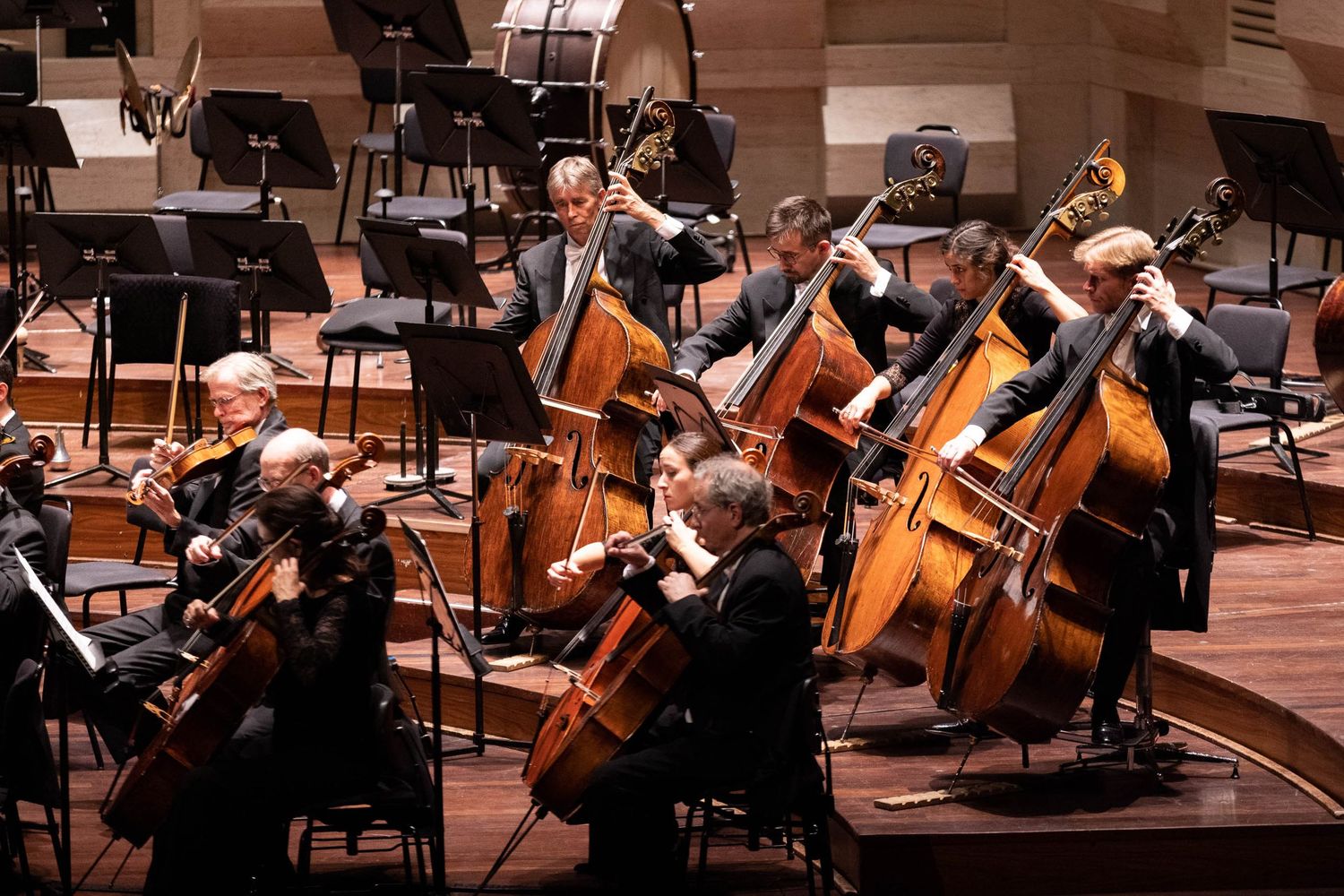 Symphony orchestra string section performs on stage with cellos and double basses in concert hall.