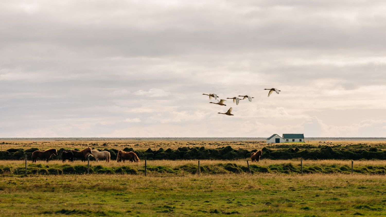 Geese fly over a rural landscape with green fields and a small house on the horizon under an overcast sky.