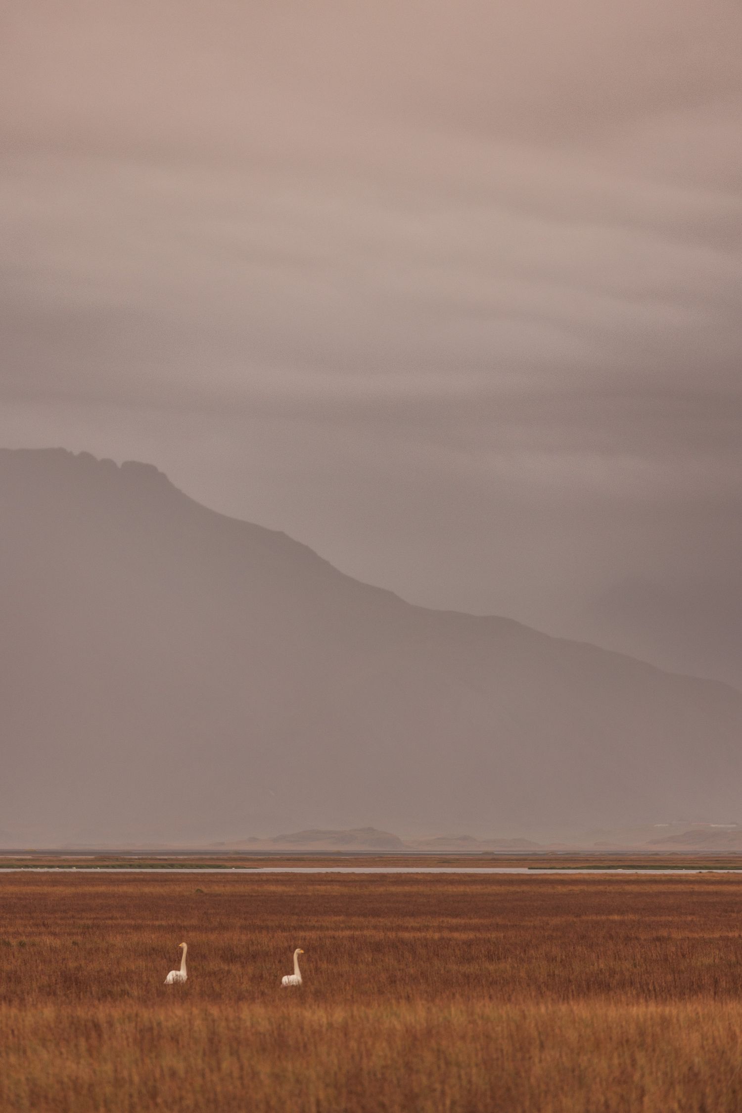 Two white birds stand in a vast brown grassland beneath misty mountains and moody skies at dusk.