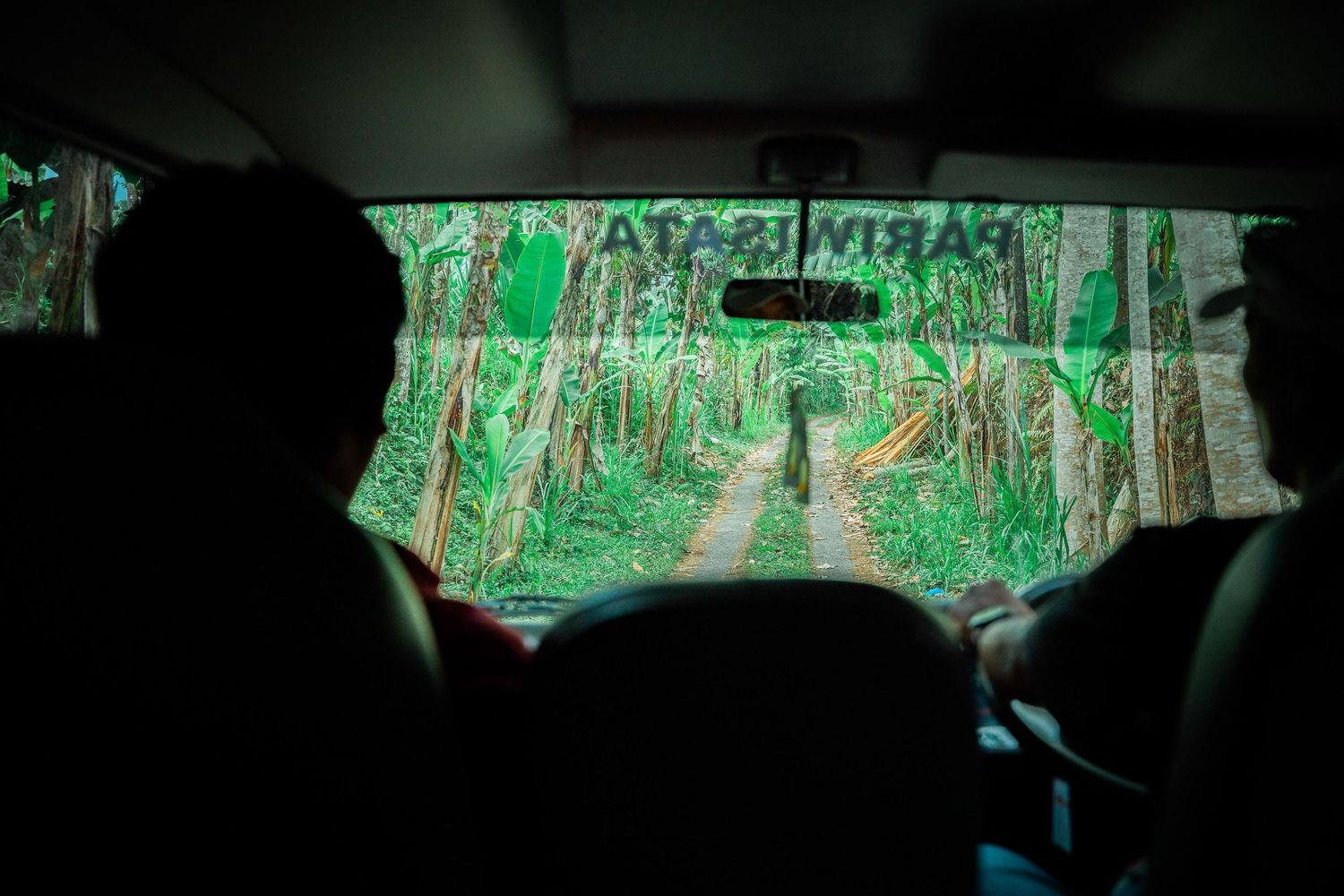 View through car windshield driving through lush green bamboo forest.