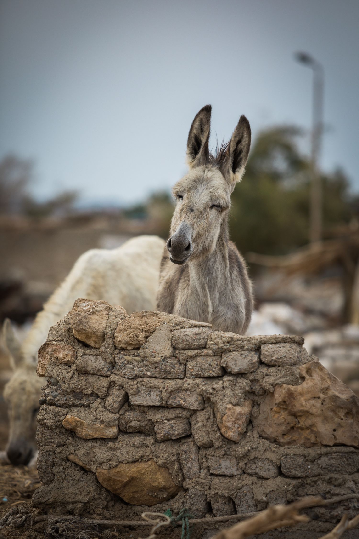 Close-up portrait of a donkey peering over a stone wall.