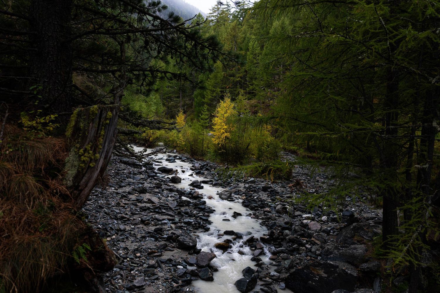 Rushing mountain stream flows through dense forest with mossy rocks and fallen trees.