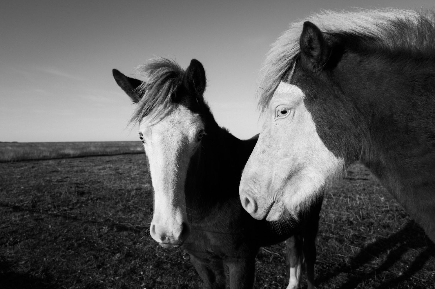 A series of black and white photographs showing close-up portraits of white horses against moody landscapes.