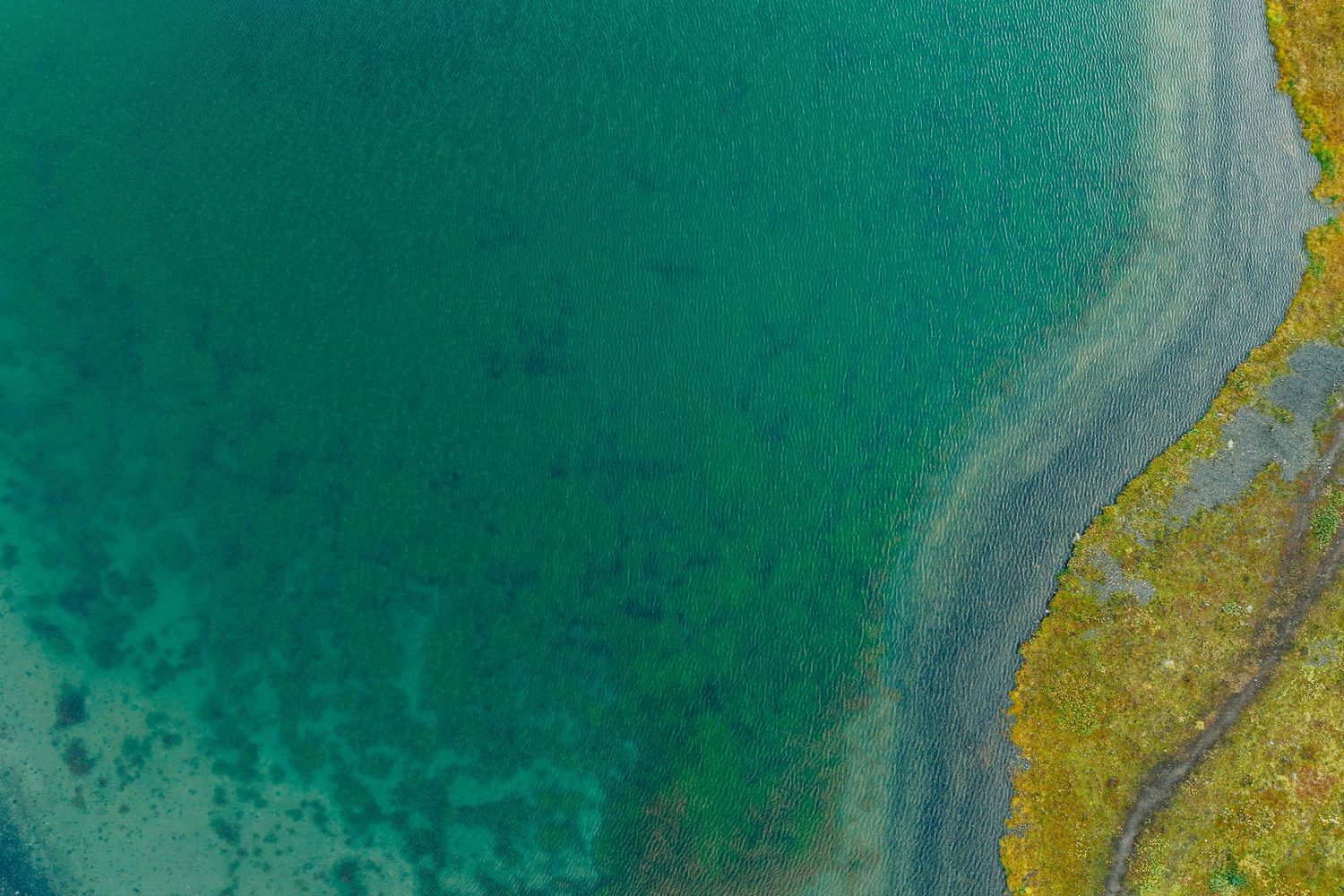 Aerial view of vibrant turquoise water meeting yellow marshland creating a striking natural pattern along the coastline.