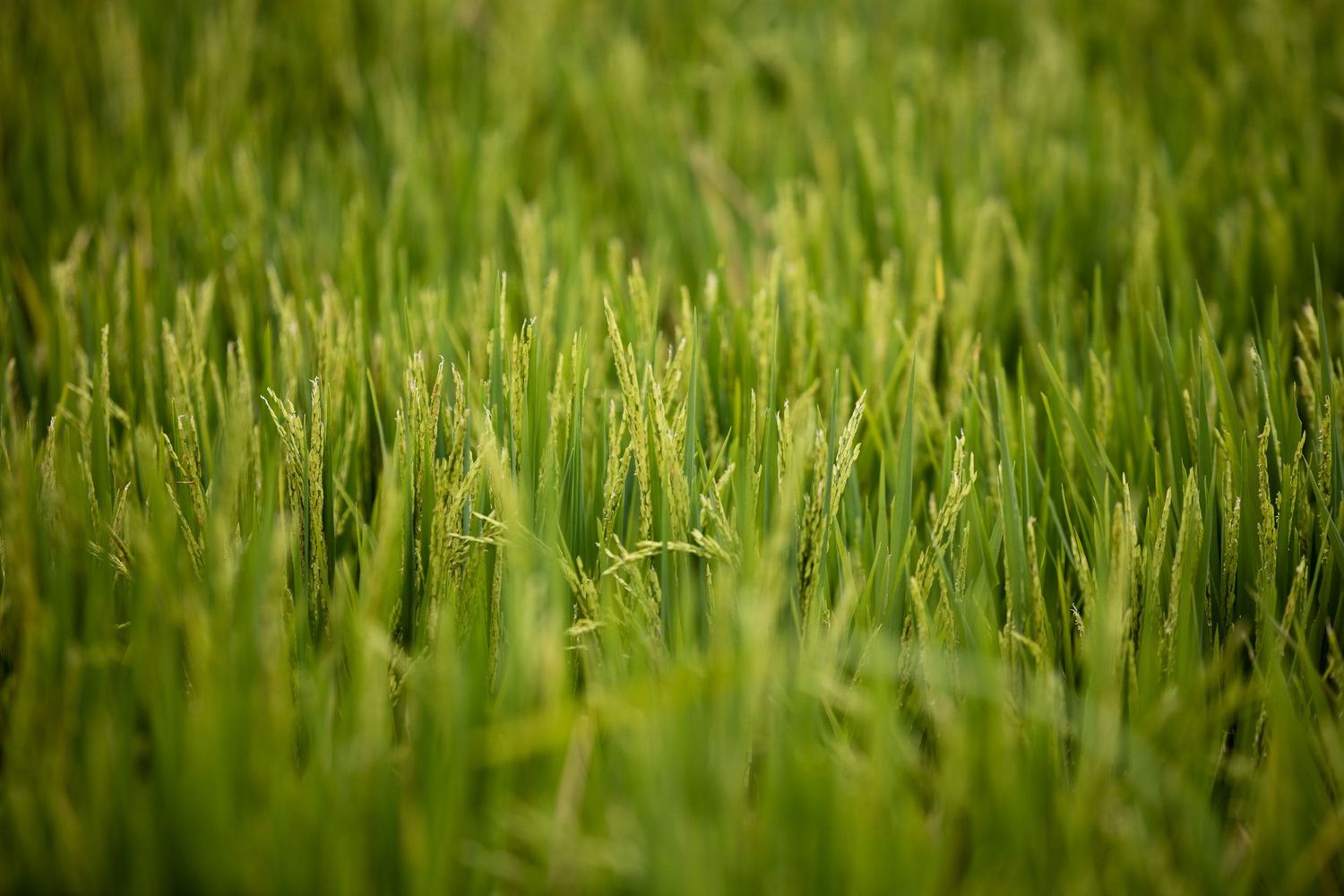 Close-up view of lush green rice field grass swaying in the wind.