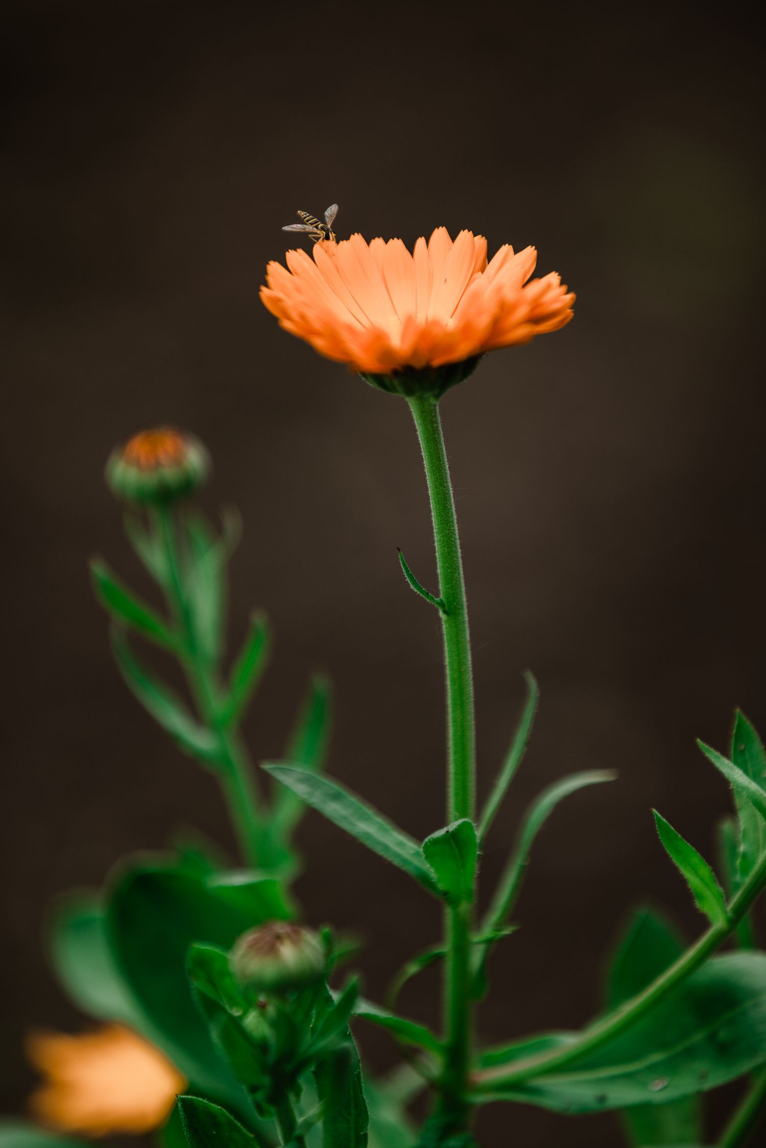 Orange calendula flower blooms against dark background with vibrant green stems and leaves in macro photography sequence.