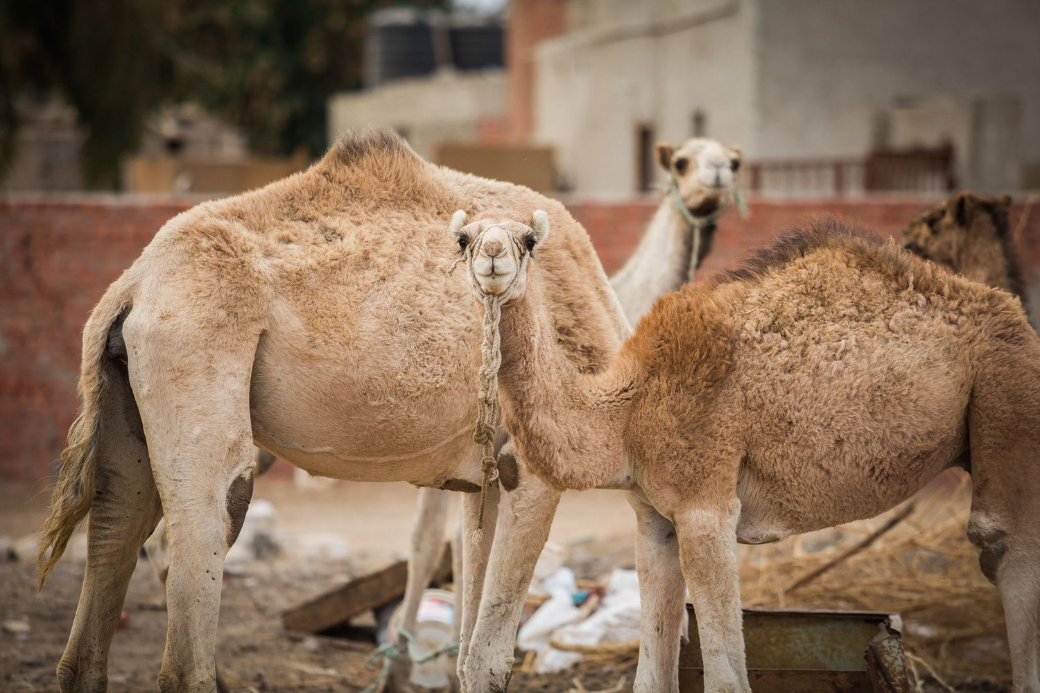 Two camels standing together in an urban setting with brick walls visible.