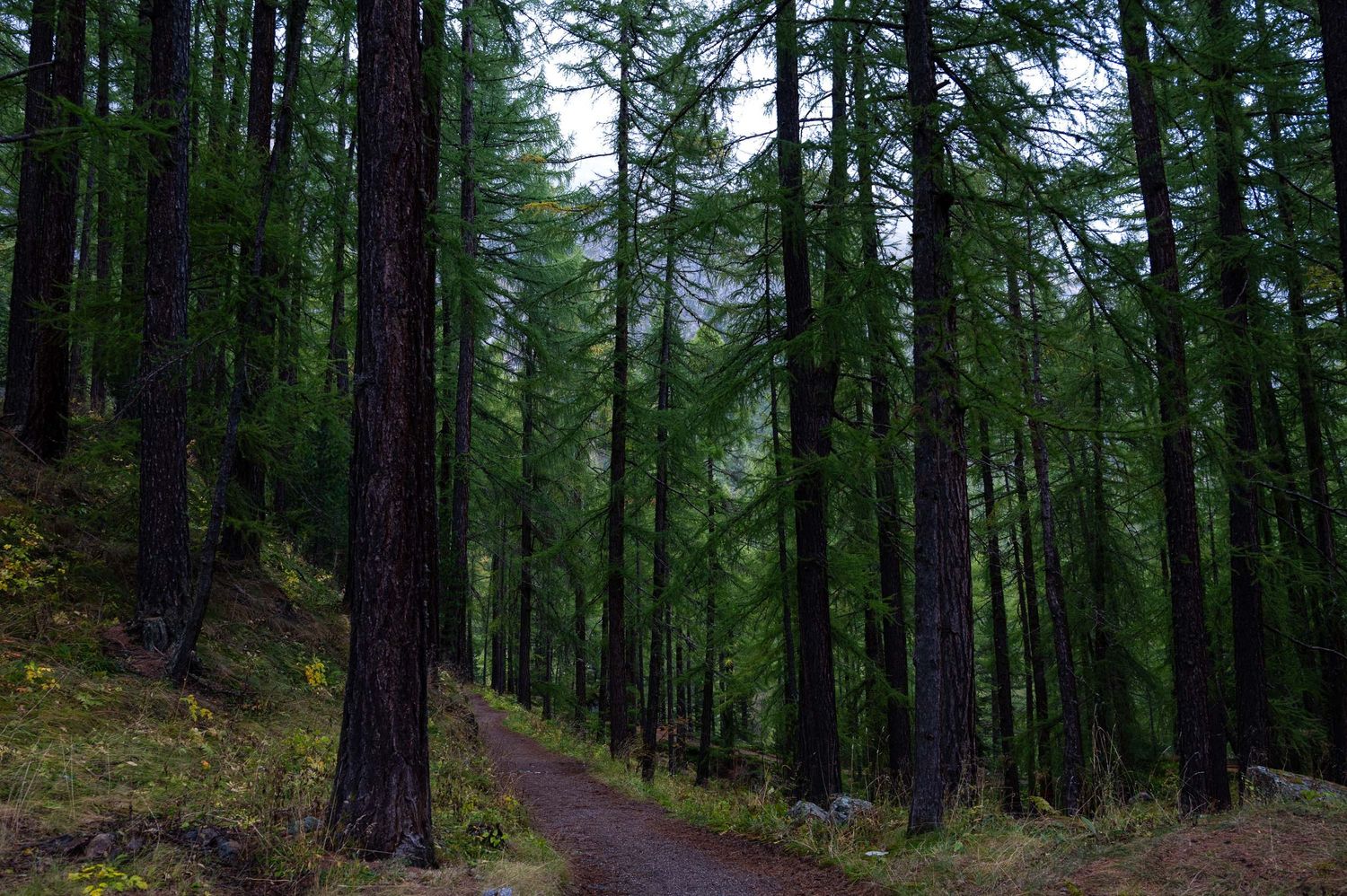 Dense evergreen forest with tall pine trees creating a natural canopy.