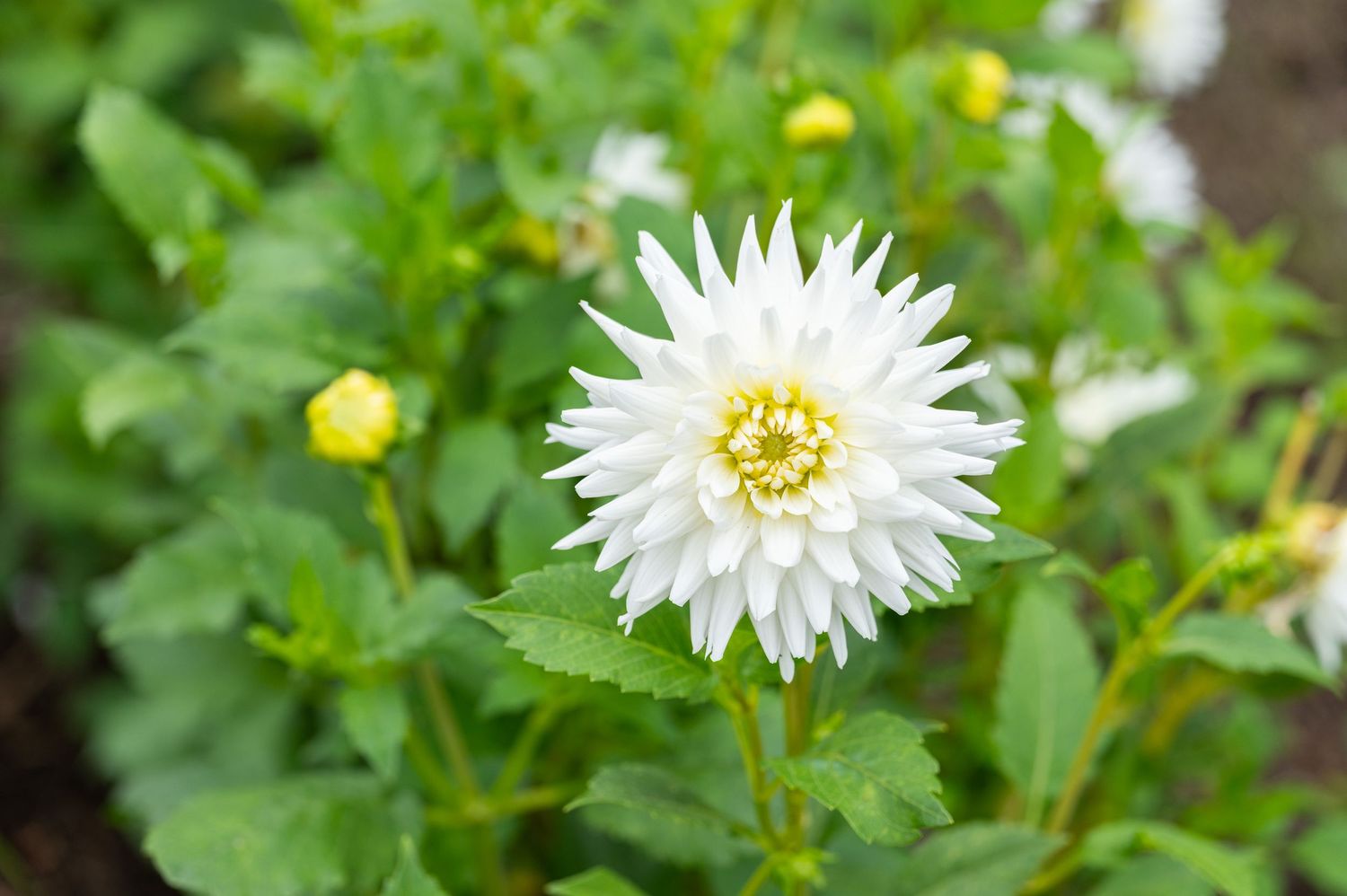Close-up of white daisy flowers blooming among green foliage in a garden.