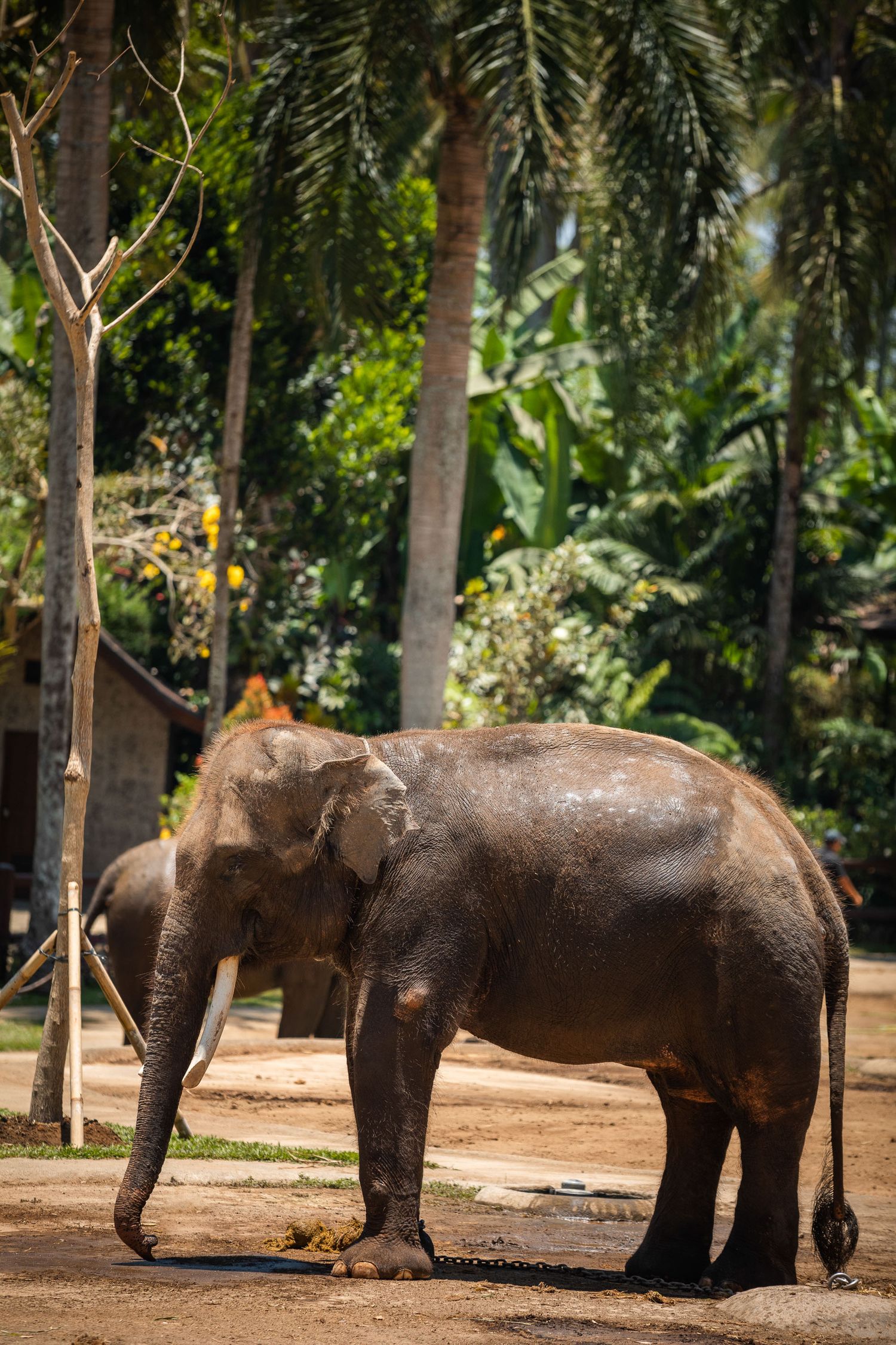 Group of Asian elephants standing together in a shaded sanctuary area.