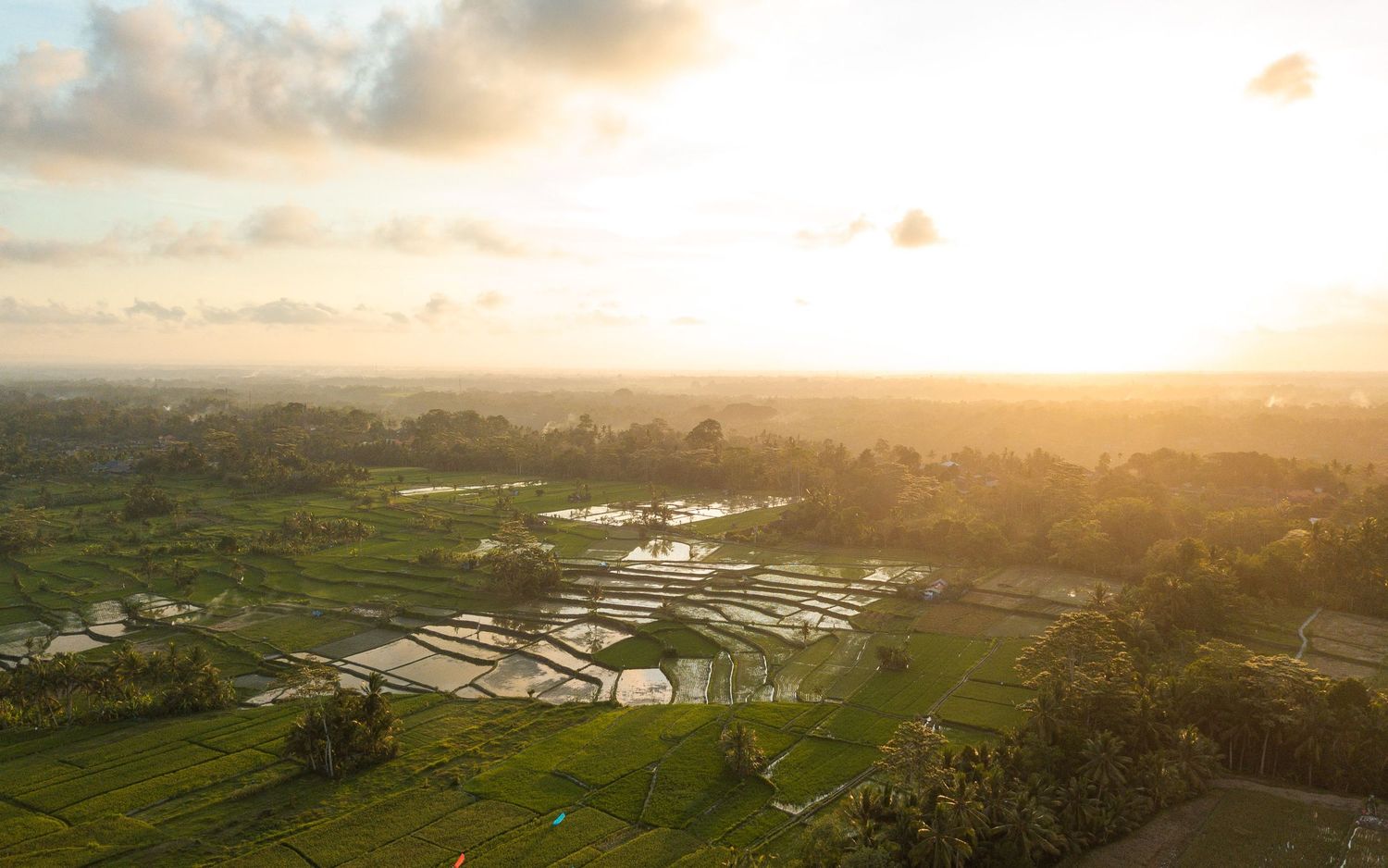 Aerial view of terraced rice fields at sunset in rural Bali.