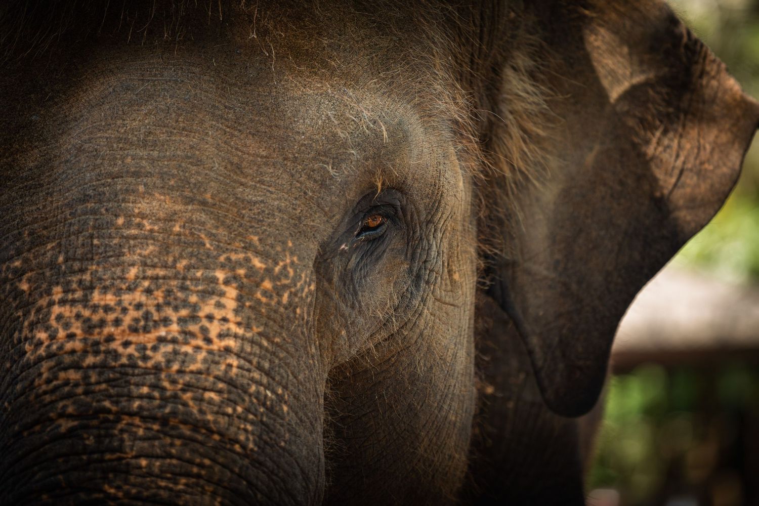 Close-up detail of elephant skin texture showing natural wrinkles and patterns.