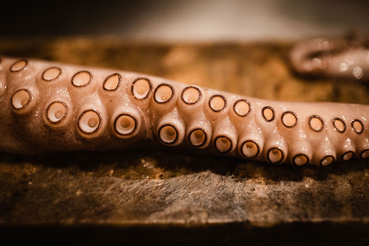 Close-up macro shot of octopus tentacles with suction cups on a textured dark surface.