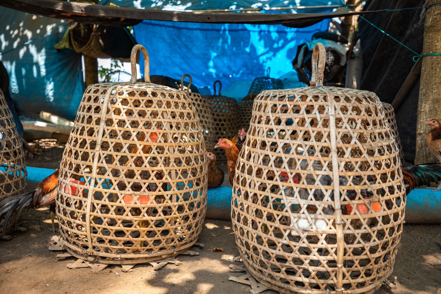 Traditional woven bamboo fish traps arranged in rows under natural lighting.