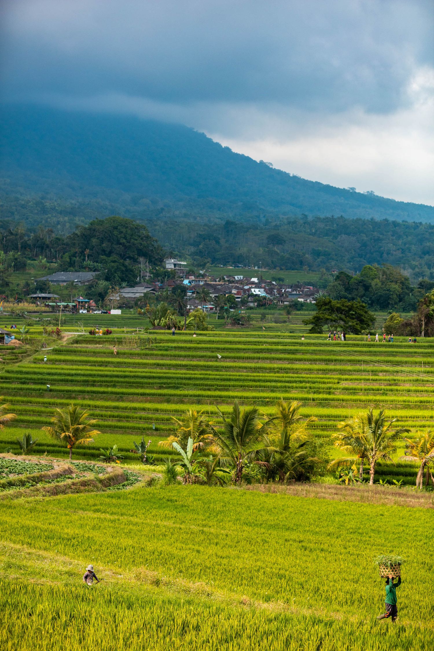 Terraced rice fields with mountains and village houses in background under cloudy sky.