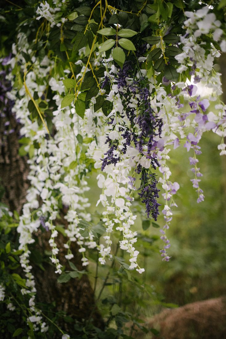 White and purple wisteria flowers cascading from lush green foliage in a serene garden setting.