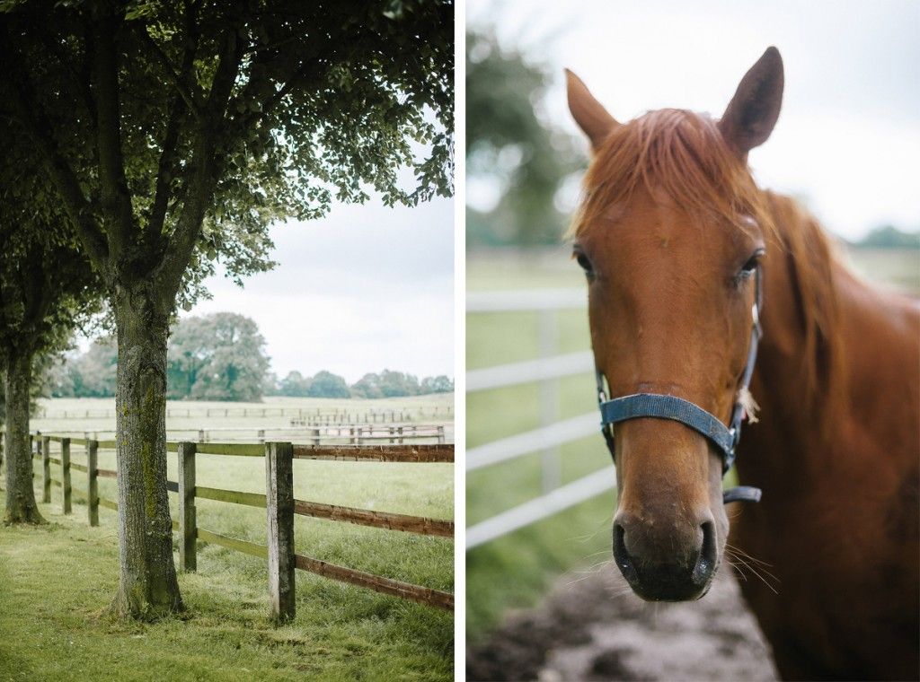 Chestnut horse portrait beside a tree-lined fence at a rustic countryside wedding venue.