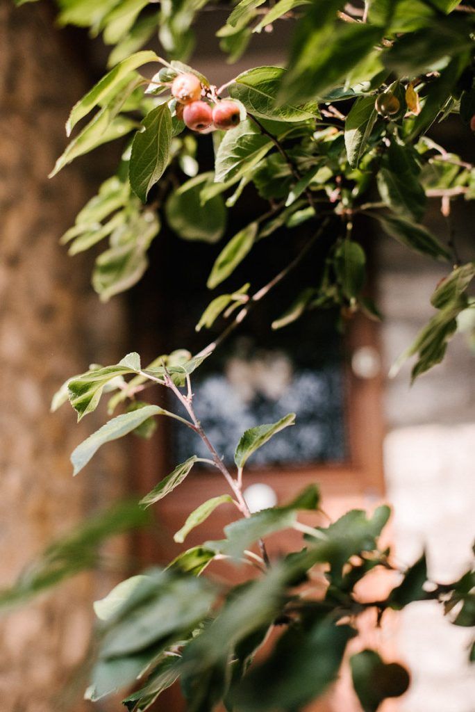 Close-up of green tree branches with small pink fruits near rustic stone building.