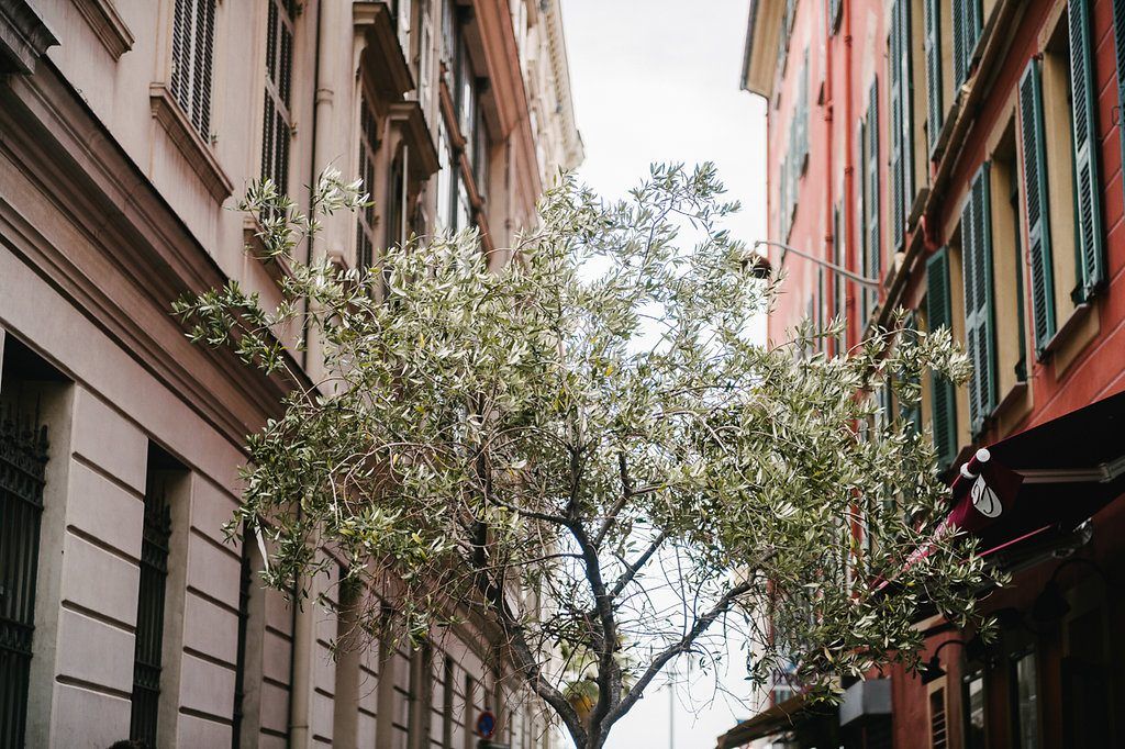 Blooming white tree growing between classic European buildings on a quiet urban street.