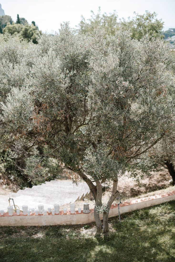 Olive tree in a Mediterranean garden with white chairs arranged for an outdoor wedding ceremony.
