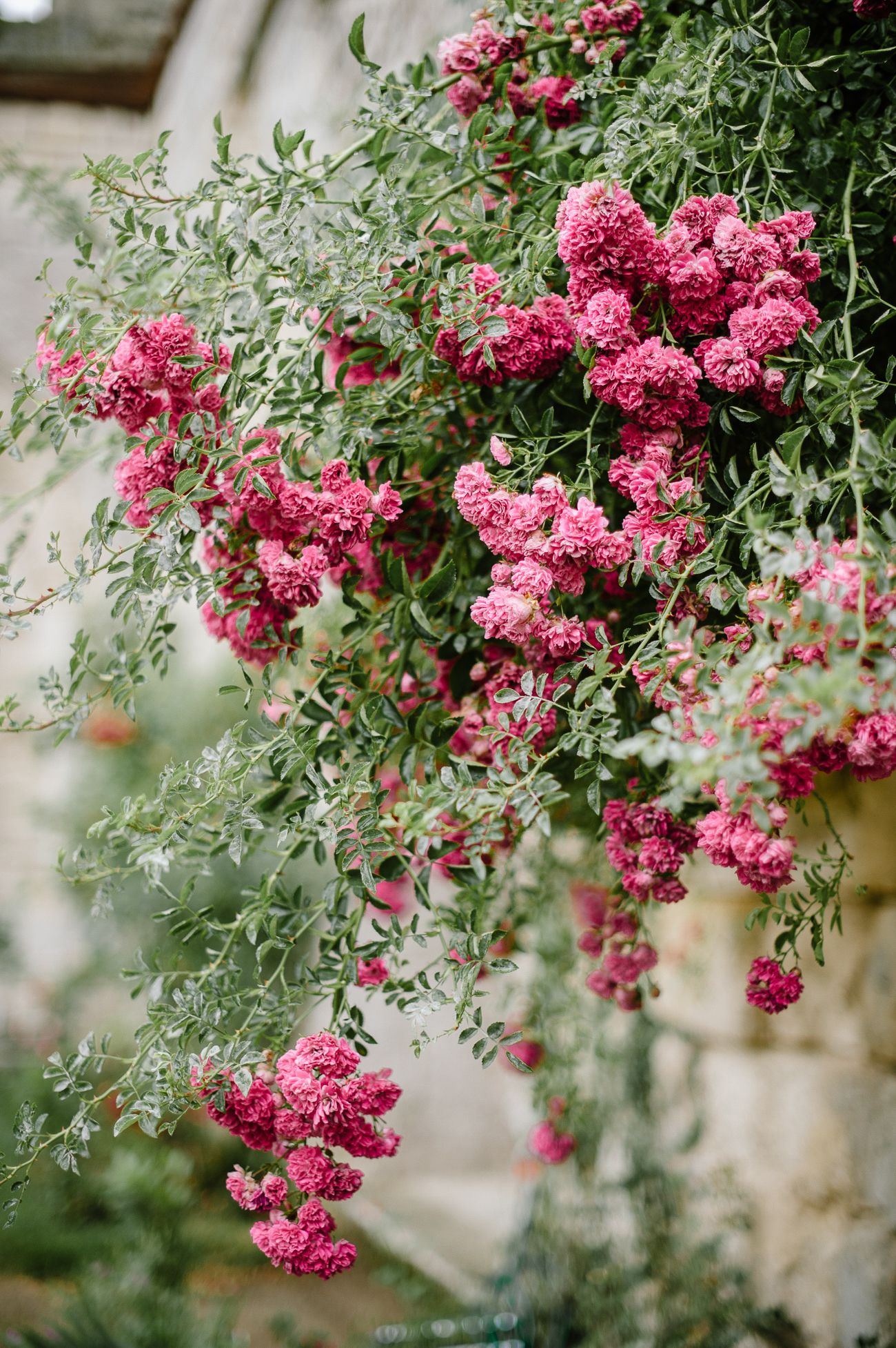 Lush pink climbing roses cascade over a stone wall in a romantic garden setting.