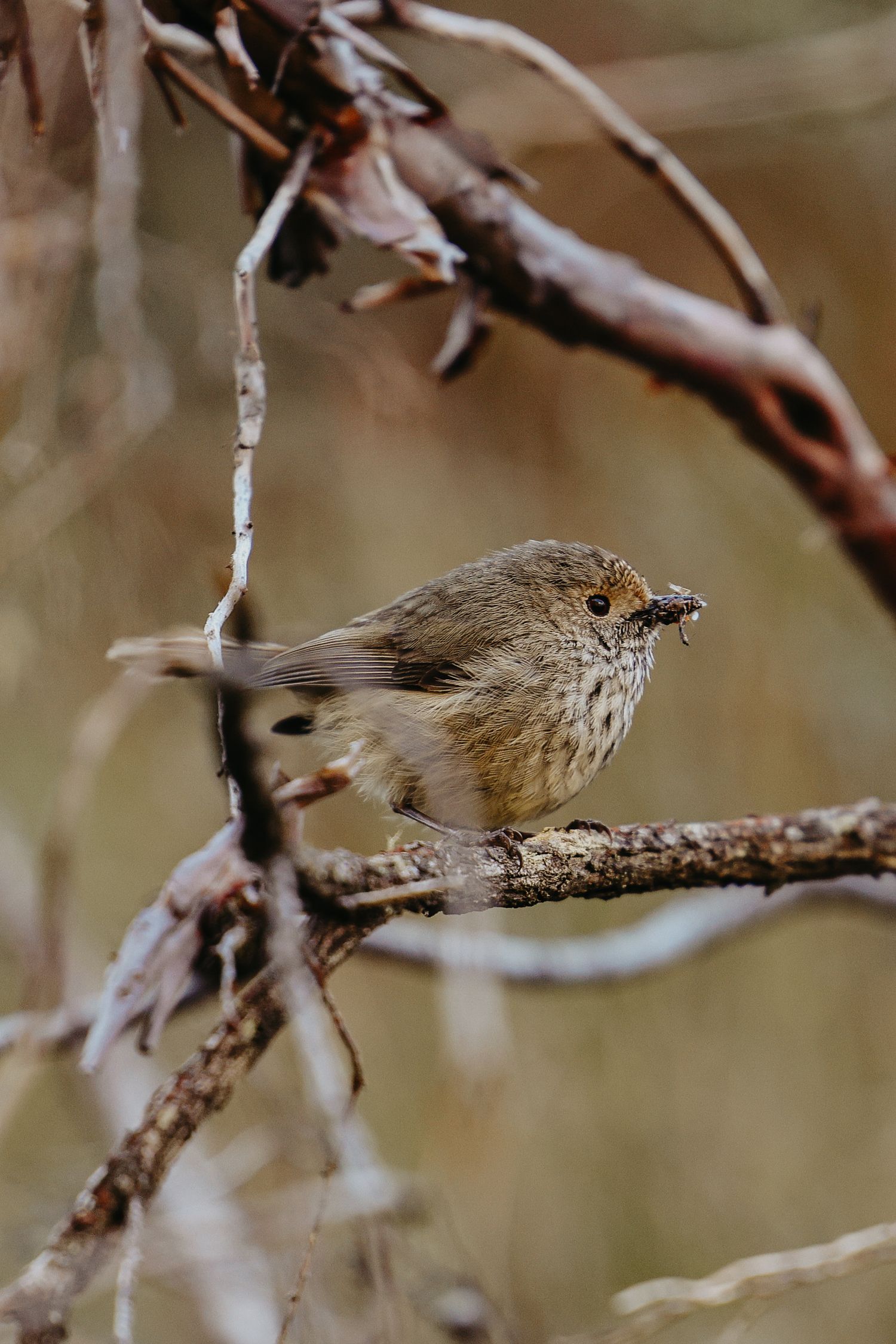 Small Striated thornbill perched on a bare branch in soft natural lighting.