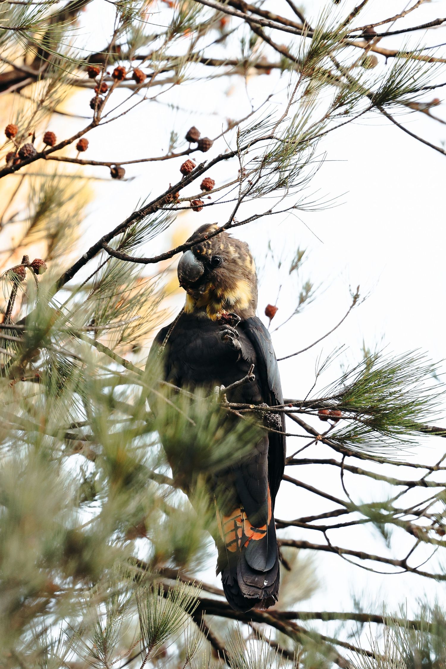 Glossy Black Cockatoo foraging among pine branches in the early  morning.