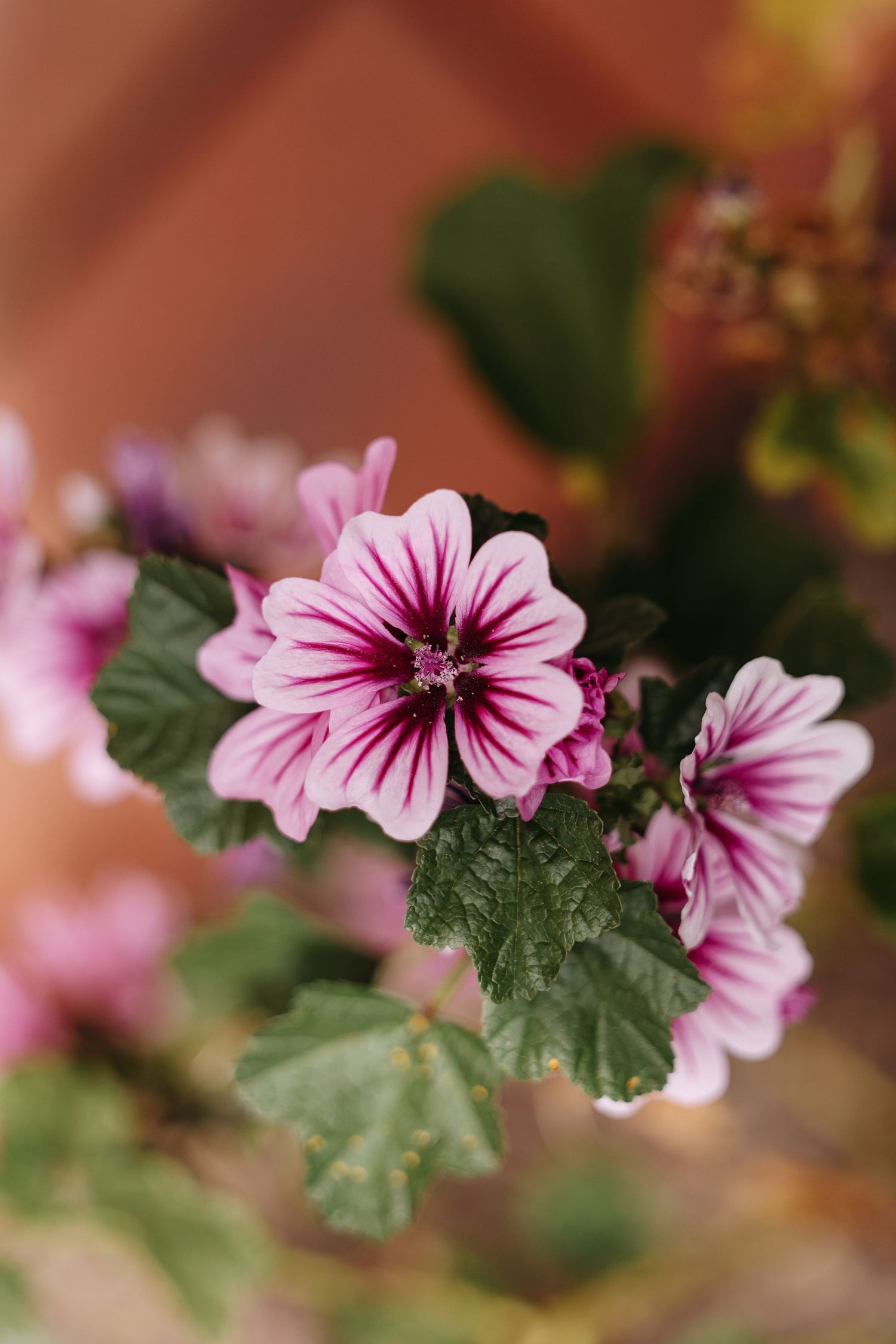Close-up of delicate flowers with striped petals and dark centers against a blurred background.