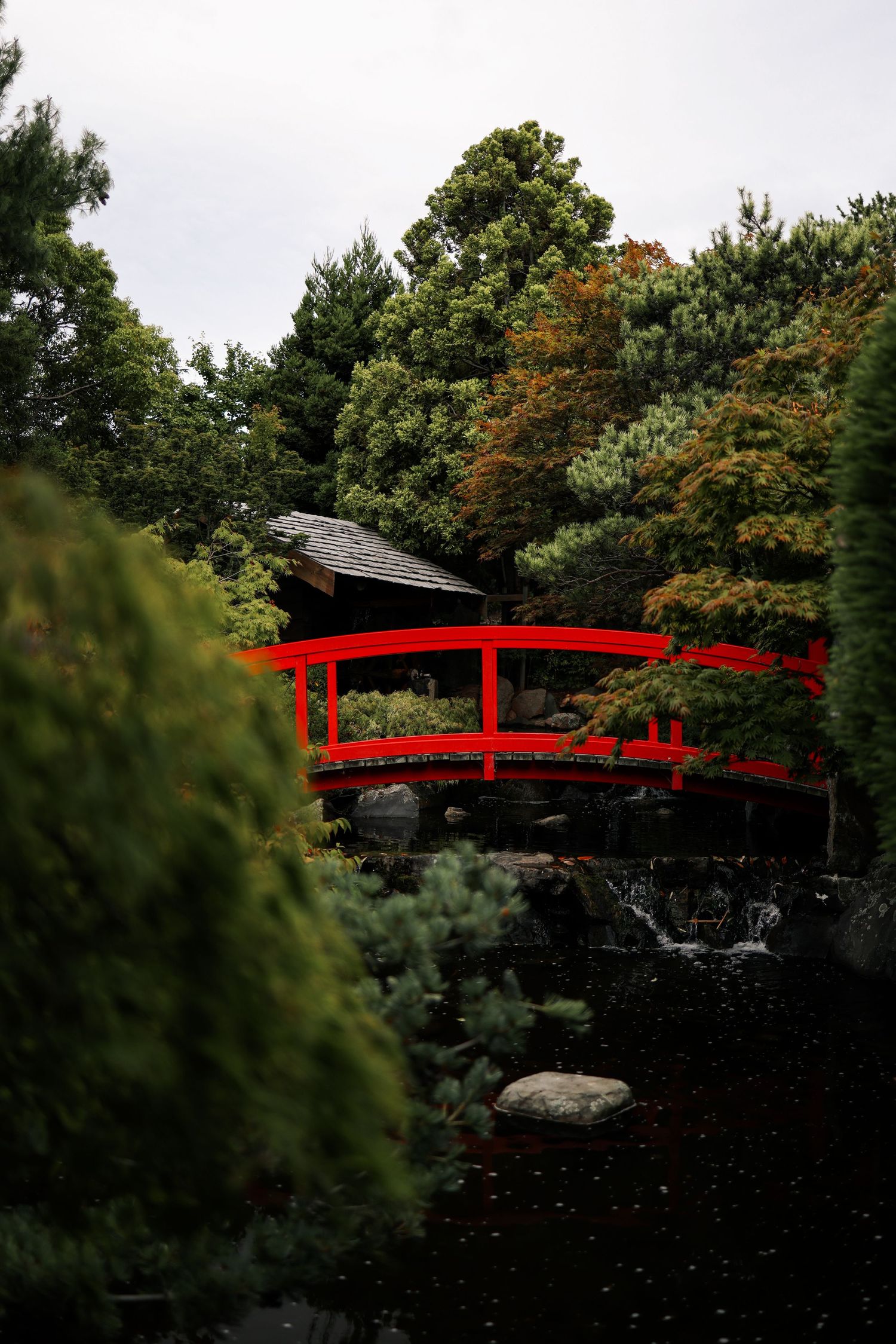 A Red Japanese-style footbridge spanning across a tranquil pond in the Tasmanian Botanical Gardens