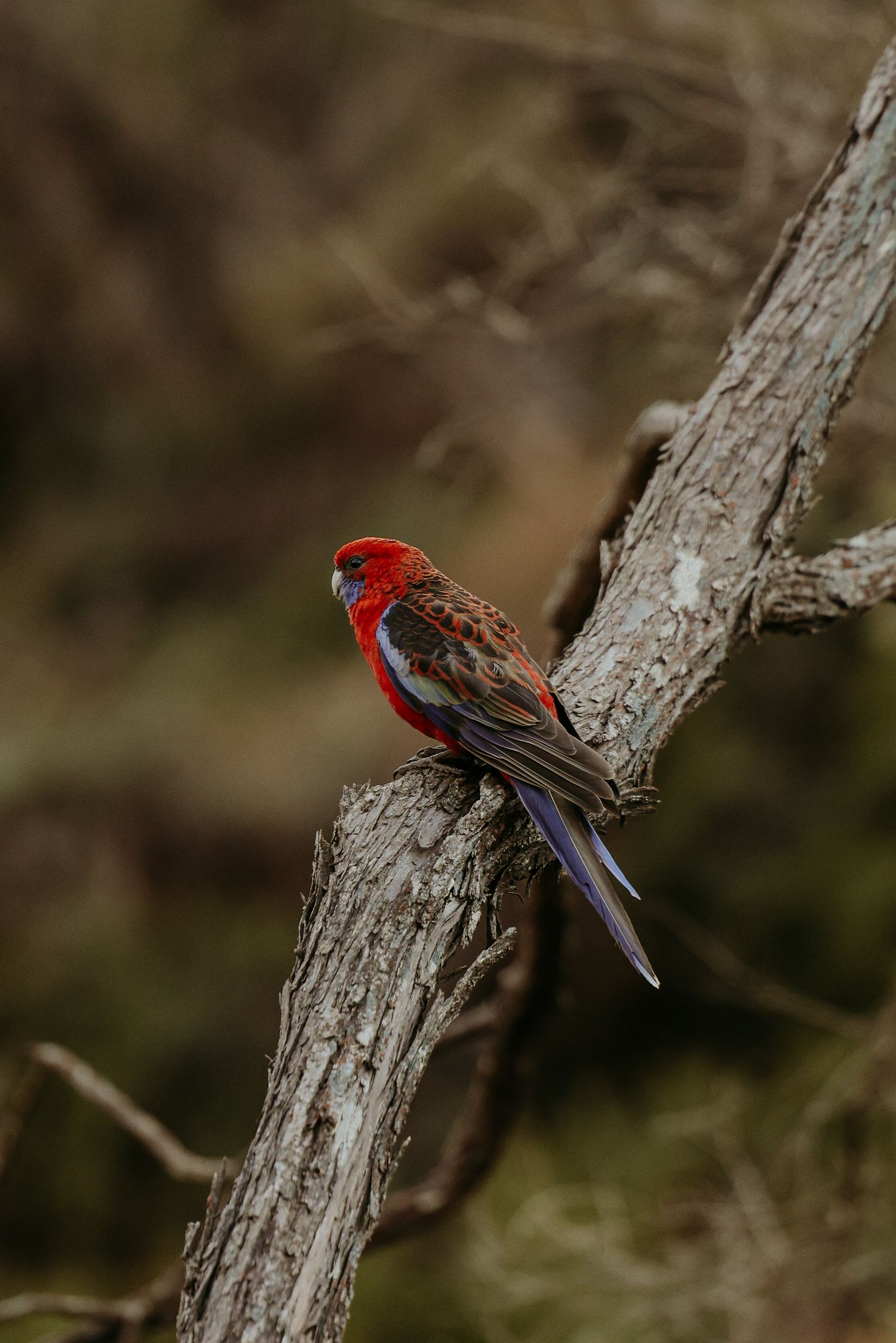 Crimson rosella with bright red plumage resting on diagonal tree branch.