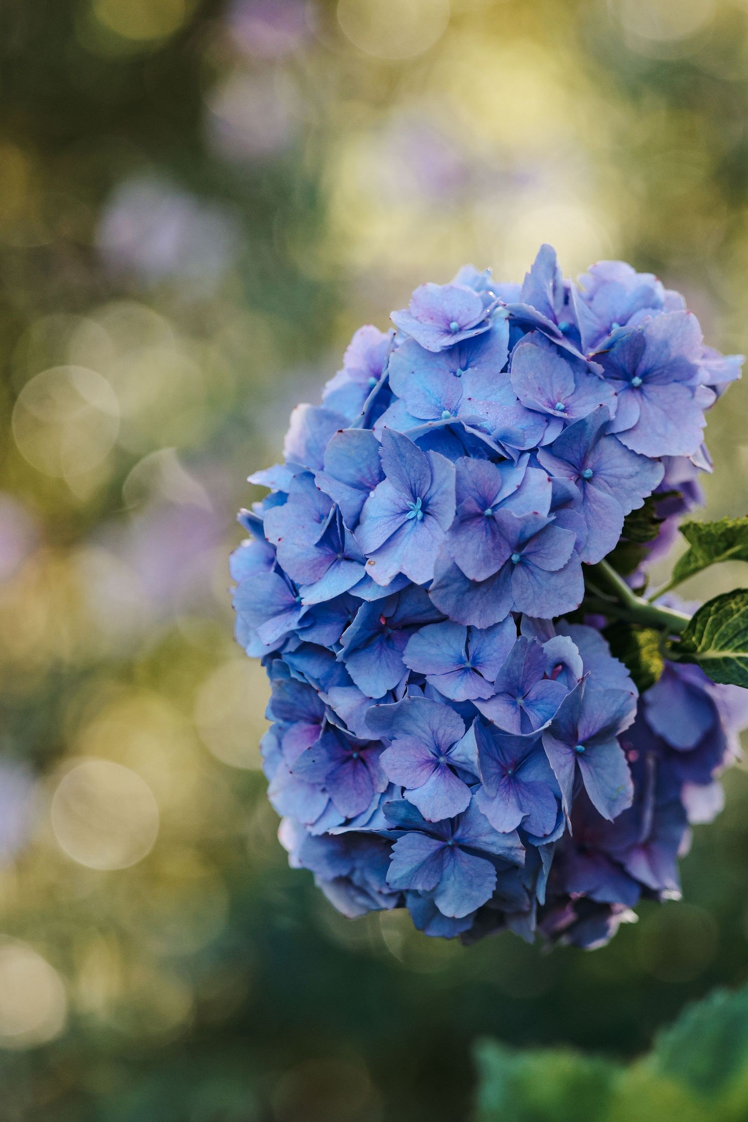 Close-up of vibrant blue hydrangea blooms with soft bokeh green background in natural garden setting.