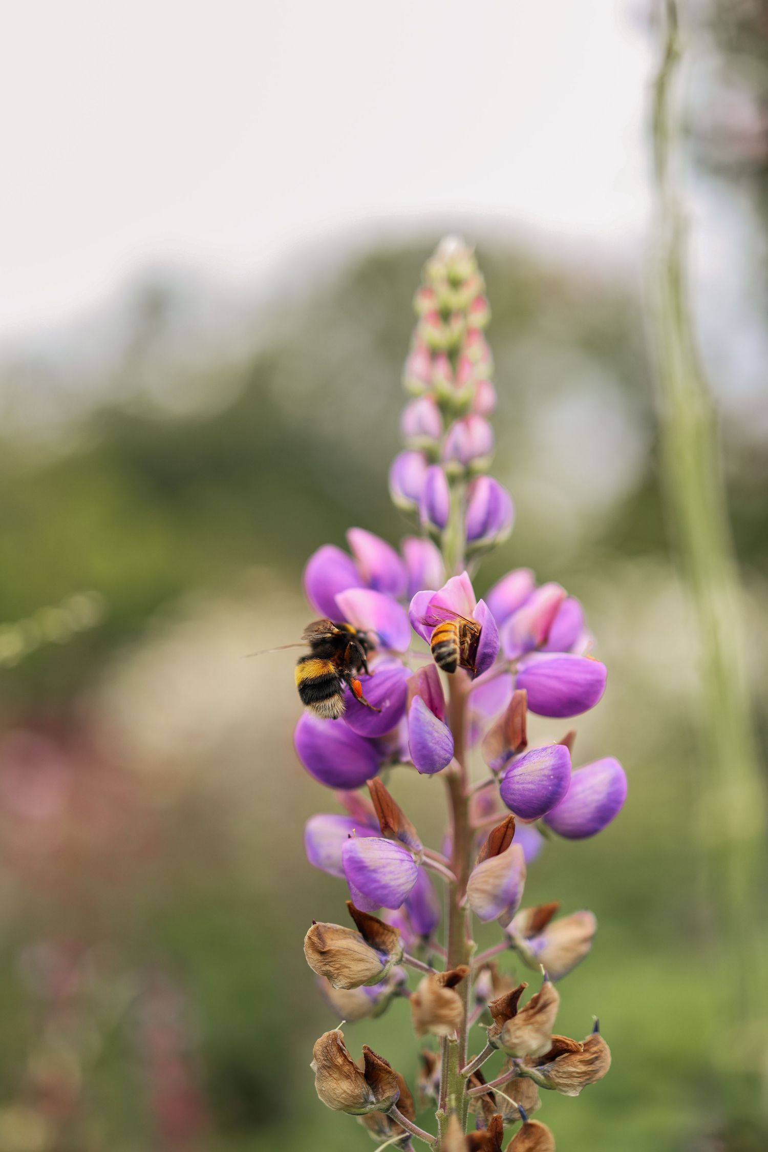Bee collecting pollen from vibrant purple lupine flower spike in garden setting.
