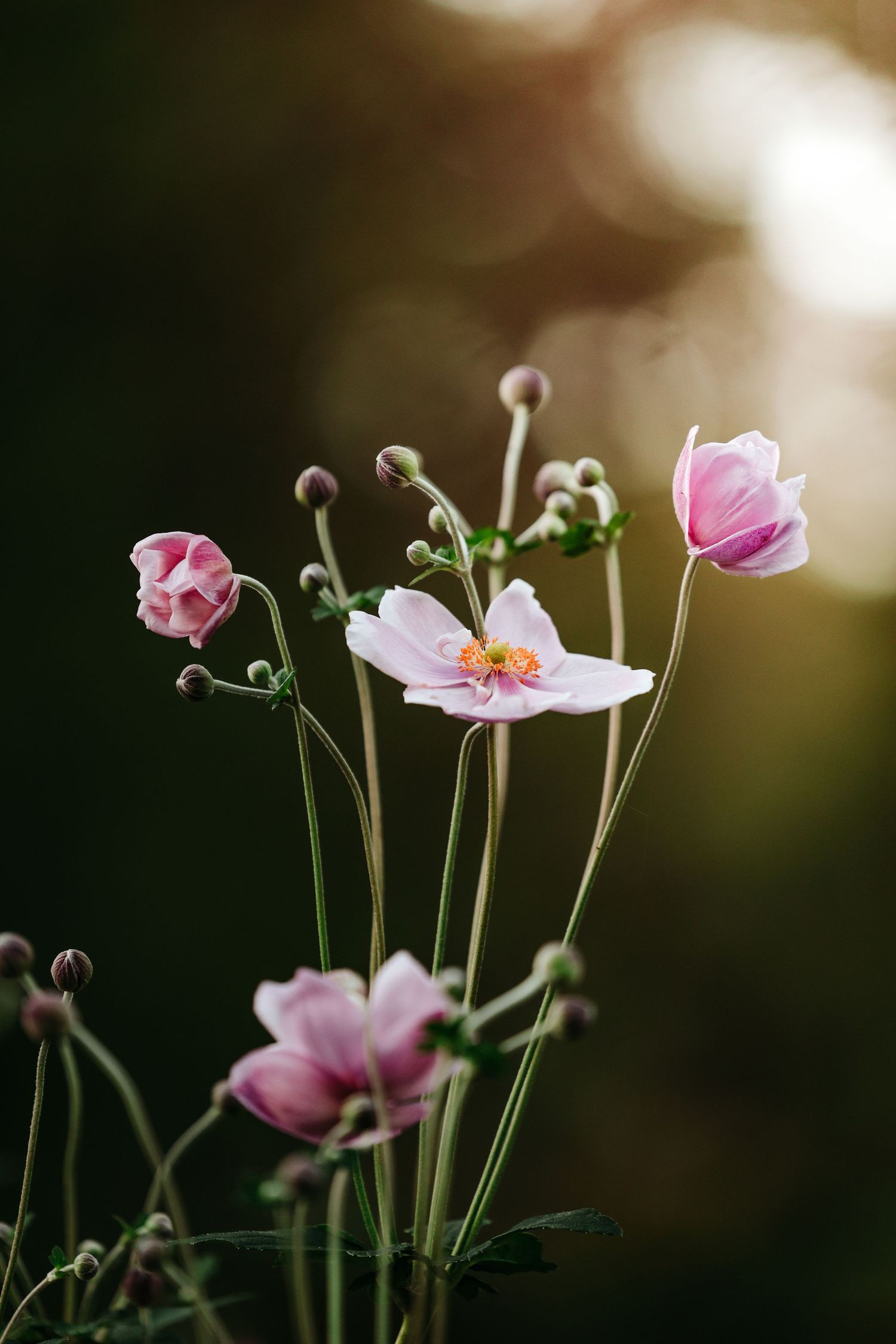 Pink anemone flowers with yellow centers bloom on slender stems against a soft, dark bokeh background in warm natural light.