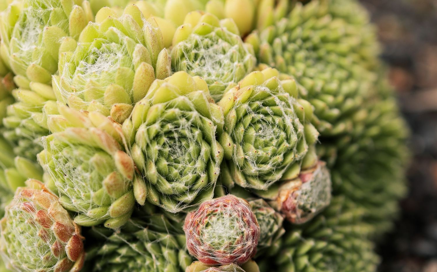 Close-up of succulent plants with rosette patterns in yellow-green hues.