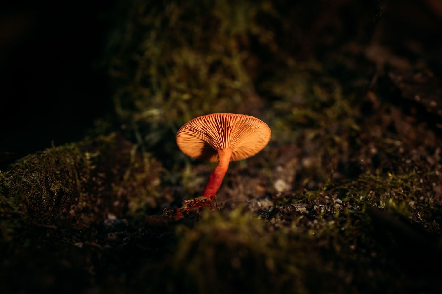 Macro shot of acmushroom growing in dark forest soil.